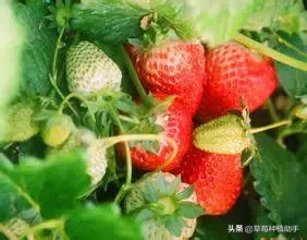 图片[12]-世界上有多少种草莓(世界草莓品种2000多种)-欣欣百科网