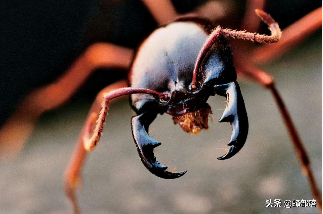 图片[5]-世界上有多少蚂蚁(世界上蚂蚁的品种有多少)-欣欣百科网