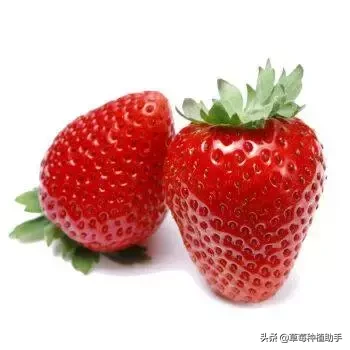 图片[6]-世界上有多少种草莓(世界草莓品种2000多种)-欣欣百科网