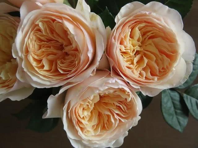图片[5]-十大最贵的玫瑰花品牌(全世界最贵的玫瑰花)-欣欣百科网