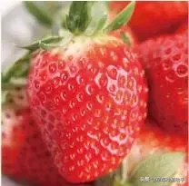 图片[3]-世界上有多少种草莓(世界草莓品种2000多种)-欣欣百科网
