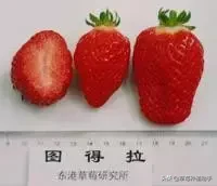 图片[36]-世界上有多少种草莓(世界草莓品种2000多种)-欣欣百科网