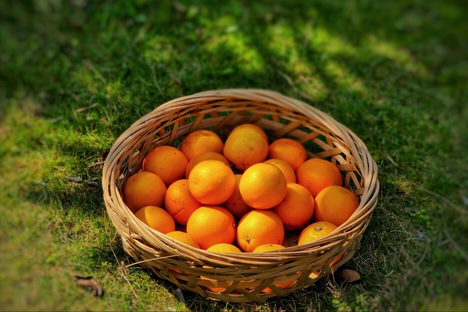 图片[4]-中国十大名橙排名(全国哪的橙子最好吃)-欣欣百科网