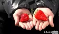 图片[26]-世界上有多少种草莓(世界草莓品种2000多种)-欣欣百科网