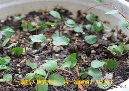 图片[5]-口红吊兰的养殖方法(口红吊兰怎么养)-欣欣百科网