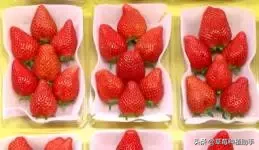 图片[27]-世界上有多少种草莓(世界草莓品种2000多种)-欣欣百科网
