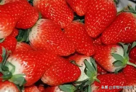 图片[31]-世界上有多少种草莓(世界草莓品种2000多种)-欣欣百科网