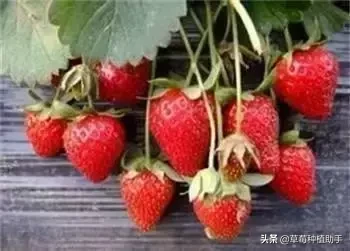 图片[41]-世界上有多少种草莓(世界草莓品种2000多种)-欣欣百科网