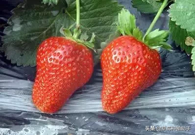 图片[29]-世界上有多少种草莓(世界草莓品种2000多种)-欣欣百科网