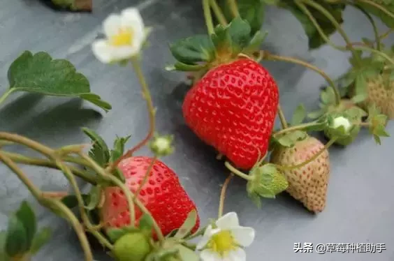 图片[17]-世界上有多少种草莓(世界草莓品种2000多种)-欣欣百科网
