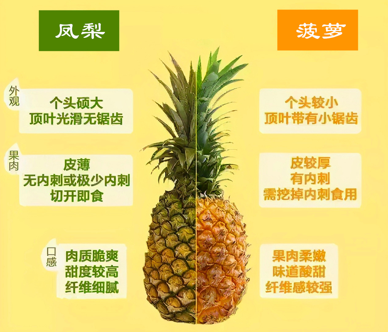 凤梨与菠萝的区别在哪（凤梨和菠萝是不是同一种水果）