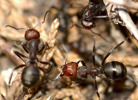图片[3]-蚂蚁身体的特点(蚂蚁是不是昆虫)-欣欣百科网