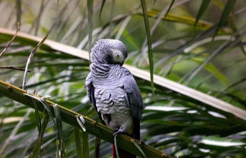 地球上10大最常见的鹦鹉，第八可以与人对话，你养了哪种？