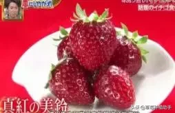 图片[20]-世界上有多少种草莓(世界草莓品种2000多种)-欣欣百科网