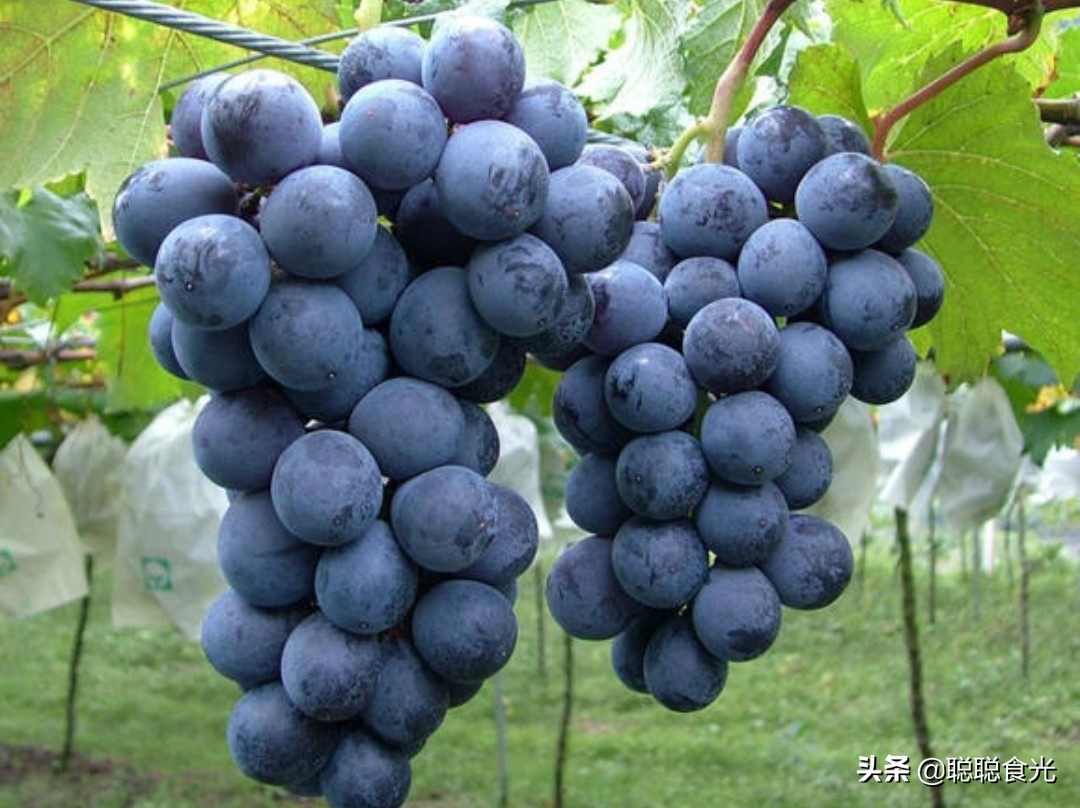 图片[6]-葡萄品种排名前十(10个常见的葡萄品种)-欣欣百科网