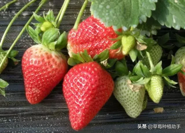 图片[2]-世界上有多少种草莓(世界草莓品种2000多种)-欣欣百科网