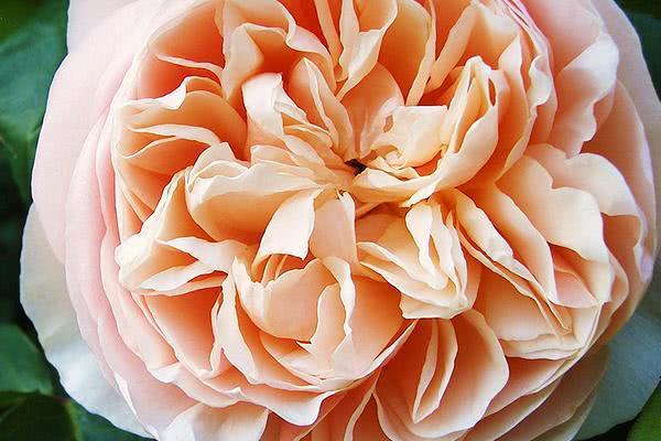 图片[2]-十大最贵的玫瑰花品牌(全世界最贵的玫瑰花)-欣欣百科网