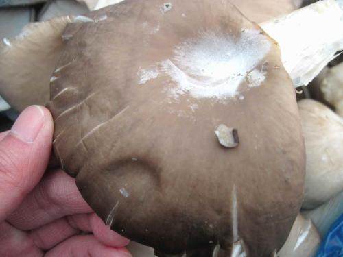蘑菇上“长白毛”，真的不能吃了吗？有一种情况赶紧舍弃