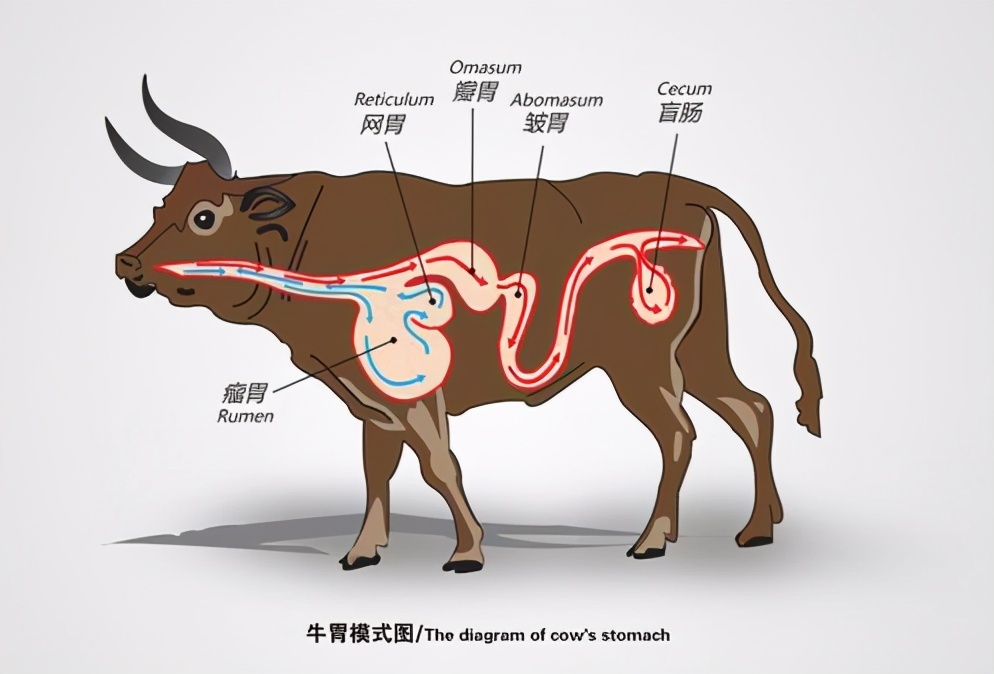 图片[8]-牛有几个胃分别是什么(为什么牛有4个胃)-欣欣百科网