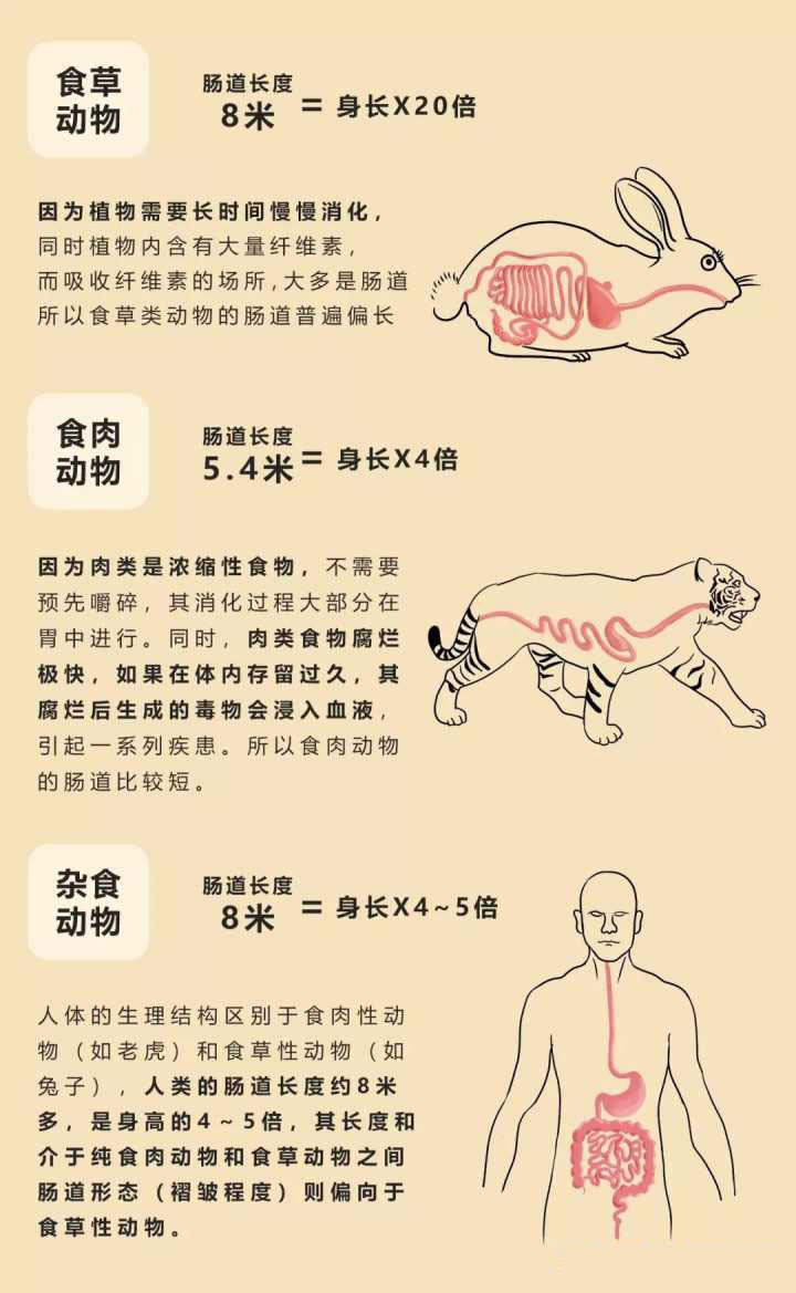 图片[11]-牛有几个胃分别是什么(为什么牛有4个胃)-欣欣百科网