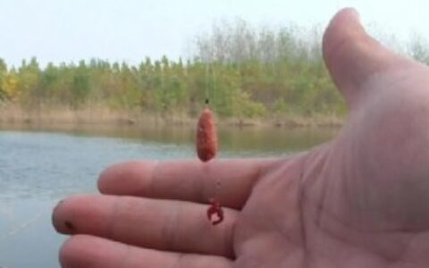 红虫钓鱼注意事项是什么