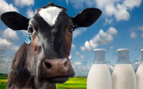 最好的牛奶是什么牌子(全国哪种牛奶最好喝)