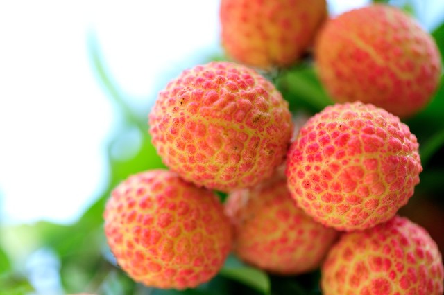 图片[5]-中国比较稀有的水果(中国七大罕见水果)-欣欣百科网