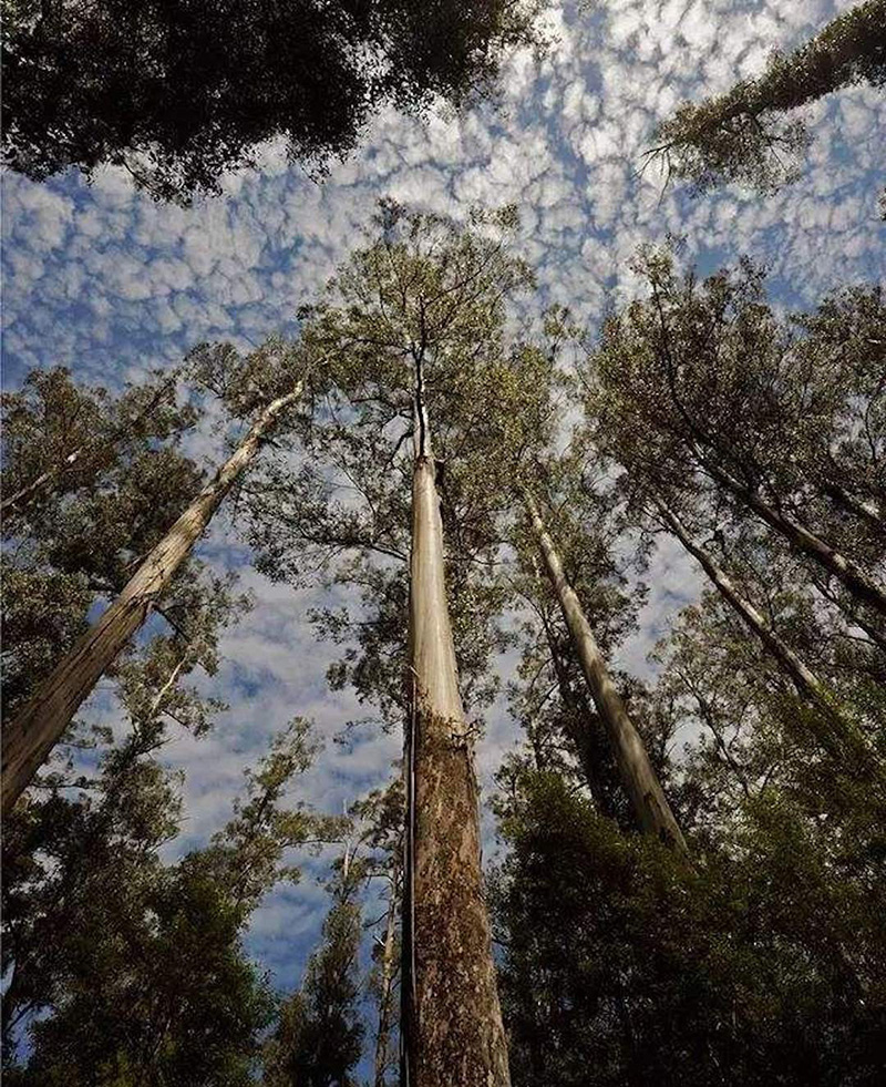 世界上最高的树叫什么名字（全球第一高的树木有多少米）