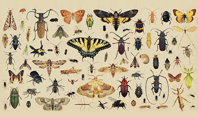 图片[1]-世界上有多少种昆虫(世界上昆虫种类有哪些)-欣欣百科网