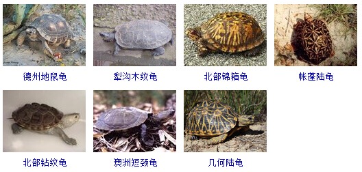 图片[1]-世界上有多少种乌龟(世界两百多种龟的名字)-欣欣百科网