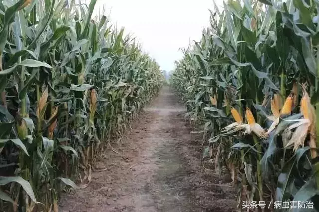 玉米什么季节成熟的农作物（玉米几月份能上市）