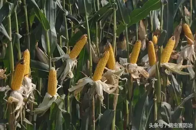 玉米什么季节成熟的农作物（玉米几月份能上市）