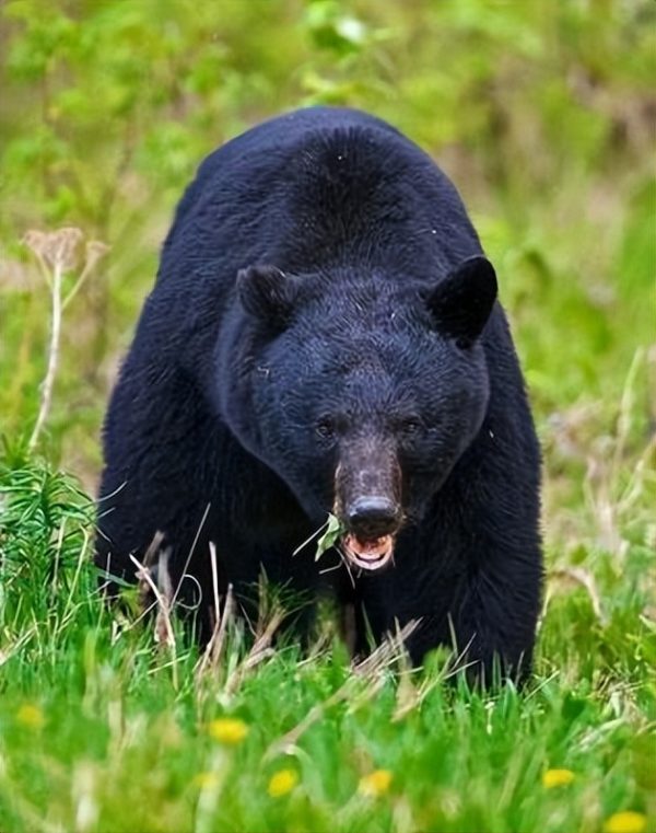 图片[4]-十大熊类战斗力排名(熊科动物战力排行榜)-欣欣百科网