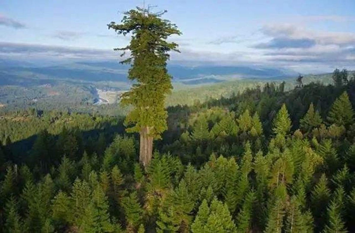 世界上最高的树叫什么名字（全球第一高的树木有多少米）
