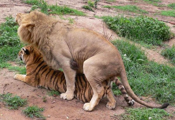 图片[5]-狮子属于什么科动物(狮子为什么是猫科)-欣欣百科网