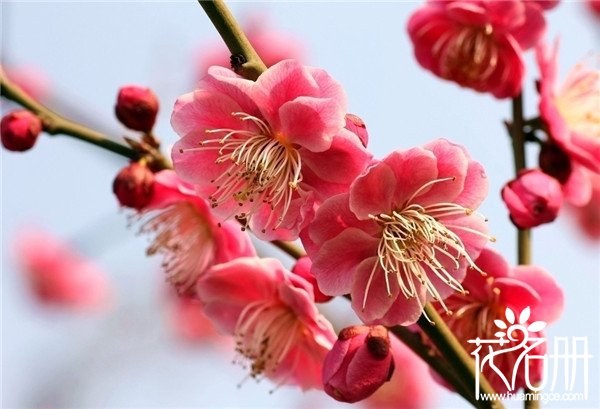 图片[3]-南京的市花是什么(南京的市花是什么花)-欣欣百科网