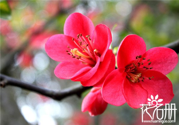 图片[2]-南京的市花是什么(南京的市花是什么花)-欣欣百科网