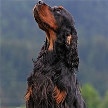 图片[1]-哥顿雪达犬品种(哥顿雪达的发展起源)-欣欣百科网