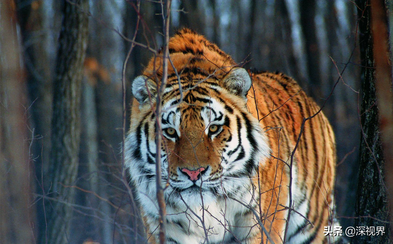 图片[3]-森林之王是什么动物(为什么森林之王是老虎)-欣欣百科网