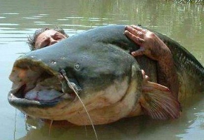 图片[3]-最大的鱼类是什么(世界上最大的鱼是什么鱼)-欣欣百科网