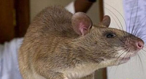 图片[4]-世界上最大的老鼠有多大(世界上最大的老鼠有多重)-欣欣百科网