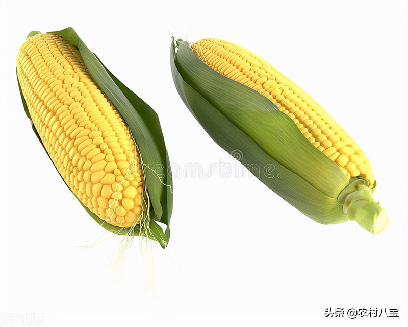 玉米品种前十名名单（2022年最火的高产玉米品种排行榜）