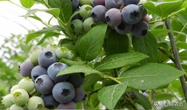 图片[1]-蓝莓什么品种最好吃(蓝莓品种有哪些)-欣欣百科网