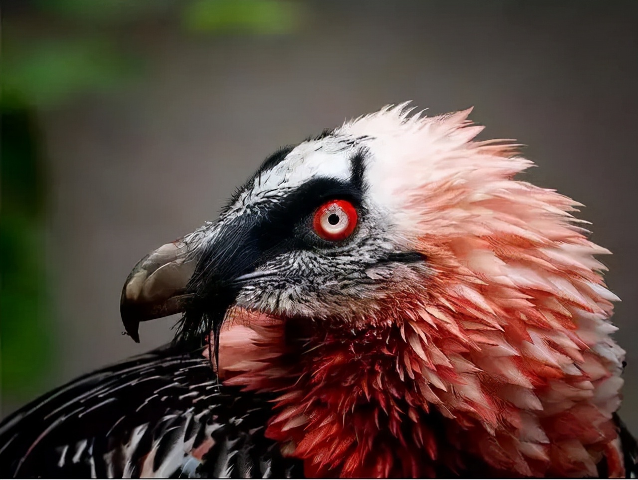 图片[3]-十大攻击力最强的鸟类(世界上最凶猛的10种鸟)-欣欣百科网