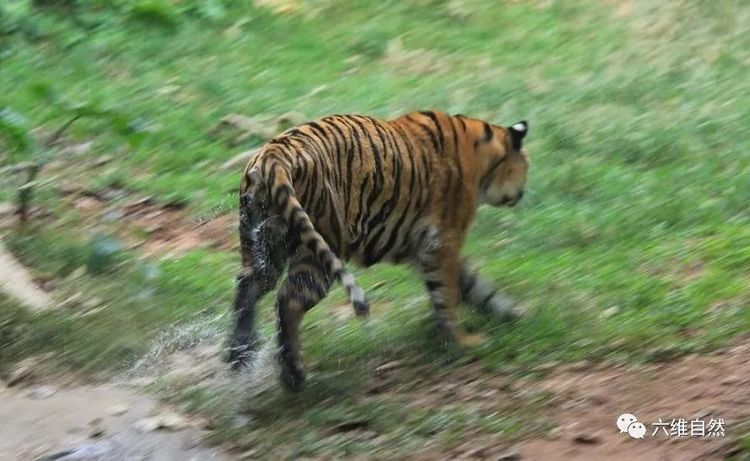 图片[3]-世界上有多少只老虎(世界仅存4000只野生老虎)-欣欣百科网