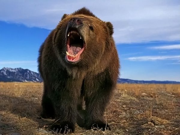 图片[3]-十大熊类战斗力排名(熊科动物战力排行榜)-欣欣百科网