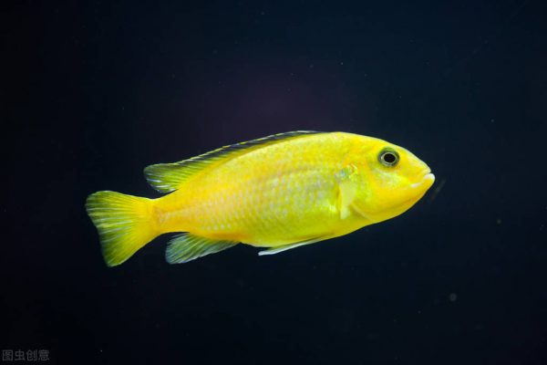 图片[9]-热带鱼的种类图片和名字(十种漂亮的小型热带鱼)-欣欣百科网