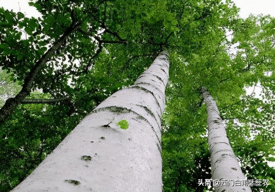图片[1]-铁桦树到底有多么坚硬(世界上硬度最大的树木)-欣欣百科网