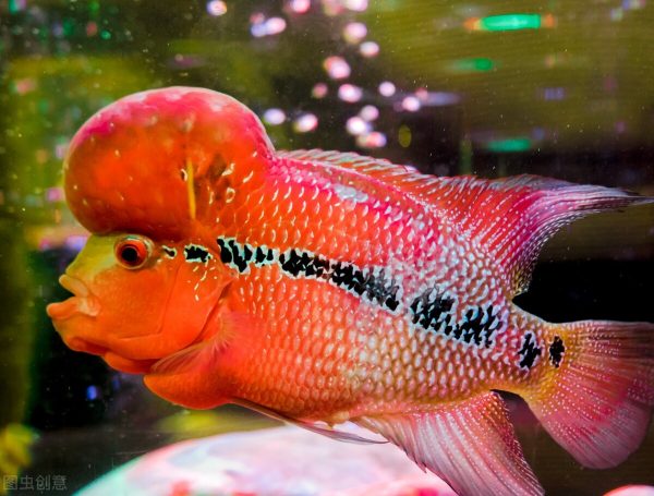 图片[8]-热带鱼的种类图片和名字(十种漂亮的小型热带鱼)-欣欣百科网
