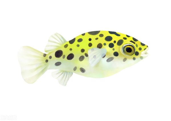 图片[7]-热带鱼的种类图片和名字(十种漂亮的小型热带鱼)-欣欣百科网